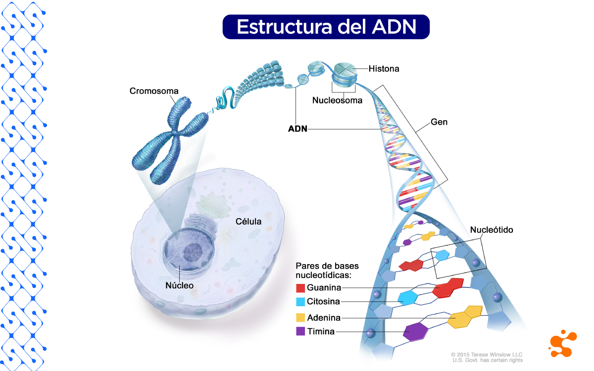 estructura-adn